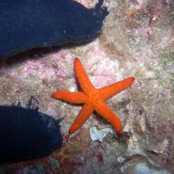  sarà la mano grossa o la stella piccola ? 